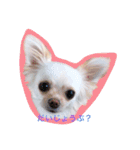 チワワのアリス♡（個別スタンプ：1）