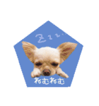 チワワのアリス♡（個別スタンプ：3）