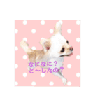 チワワのアリス♡（個別スタンプ：5）