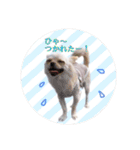 チワワのアリス♡（個別スタンプ：6）