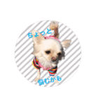 チワワのアリス♡（個別スタンプ：8）