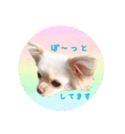 チワワのアリス♡（個別スタンプ：9）
