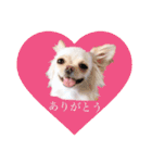 チワワのアリス♡（個別スタンプ：10）