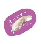 チワワのアリス♡（個別スタンプ：12）