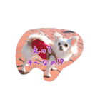 チワワのアリス♡（個別スタンプ：13）