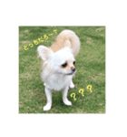 チワワのアリス♡（個別スタンプ：14）