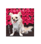 チワワのアリス♡（個別スタンプ：15）