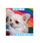 チワワのアリス♡（個別スタンプ：17）