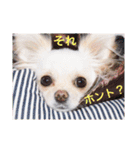 チワワのアリス♡（個別スタンプ：18）
