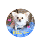 チワワのアリス♡（個別スタンプ：19）