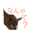 チワワの太郎は関西弁（個別スタンプ：9）