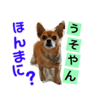 チワワの太郎は関西弁（個別スタンプ：12）