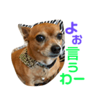 チワワの太郎は関西弁（個別スタンプ：17）