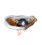 もも＆ちび（個別スタンプ：9）