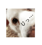 ふぅさん①（個別スタンプ：10）