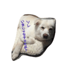 ふぅさん①（個別スタンプ：13）