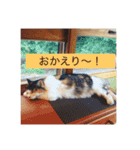 猫のピンキー（個別スタンプ：15）