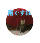 茶トラ・ライチとキジトラ・スダチ（個別スタンプ：9）