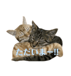 茶トラ・ライチとキジトラ・スダチ（個別スタンプ：22）