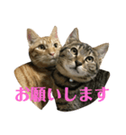 茶トラ・ライチとキジトラ・スダチ（個別スタンプ：24）