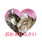 茶トラ・ライチとキジトラ・スダチ（個別スタンプ：30）