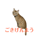 茶トラ・ライチとキジトラ・スダチ（個別スタンプ：33）
