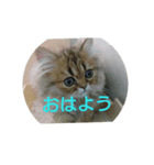猫たちスタンプ（個別スタンプ：1）