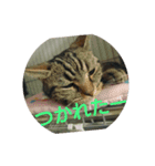 猫たちスタンプ（個別スタンプ：2）