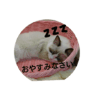 猫たちスタンプ（個別スタンプ：3）