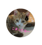 猫たちスタンプ（個別スタンプ：4）