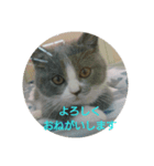猫たちスタンプ（個別スタンプ：7）