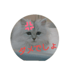 猫たちスタンプ（個別スタンプ：8）