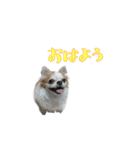 チワワんズM（個別スタンプ：1）