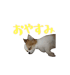 チワワんズM（個別スタンプ：2）