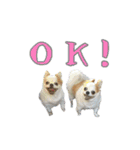 チワワんズM（個別スタンプ：3）