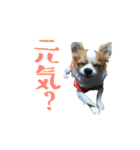 チワワんズM（個別スタンプ：5）