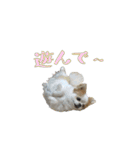チワワんズM（個別スタンプ：6）