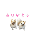 チワワんズM（個別スタンプ：8）