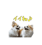 チワワんズM（個別スタンプ：13）