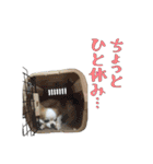 チワワんズM（個別スタンプ：14）