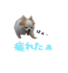 チワワんズM（個別スタンプ：18）