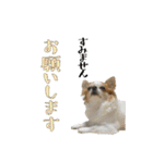 チワワんズM（個別スタンプ：20）