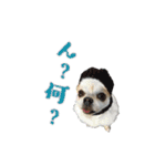 チワワんズM（個別スタンプ：29）