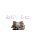 チワワんズM（個別スタンプ：31）
