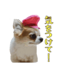 チワワんズM（個別スタンプ：32）