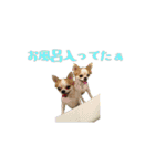 チワワんズM（個別スタンプ：33）