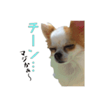 チワワんズM（個別スタンプ：34）