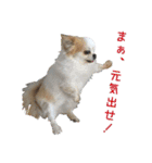 チワワんズM（個別スタンプ：35）