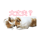 チワワんズM（個別スタンプ：37）