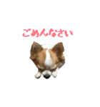 チワワんズM（個別スタンプ：39）